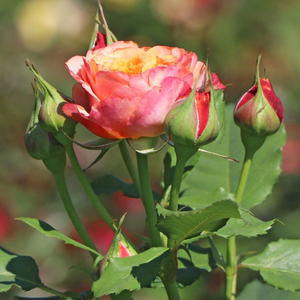 Floribunda - grandiflora ruža - Ruža - La Villa Cotta ® - 